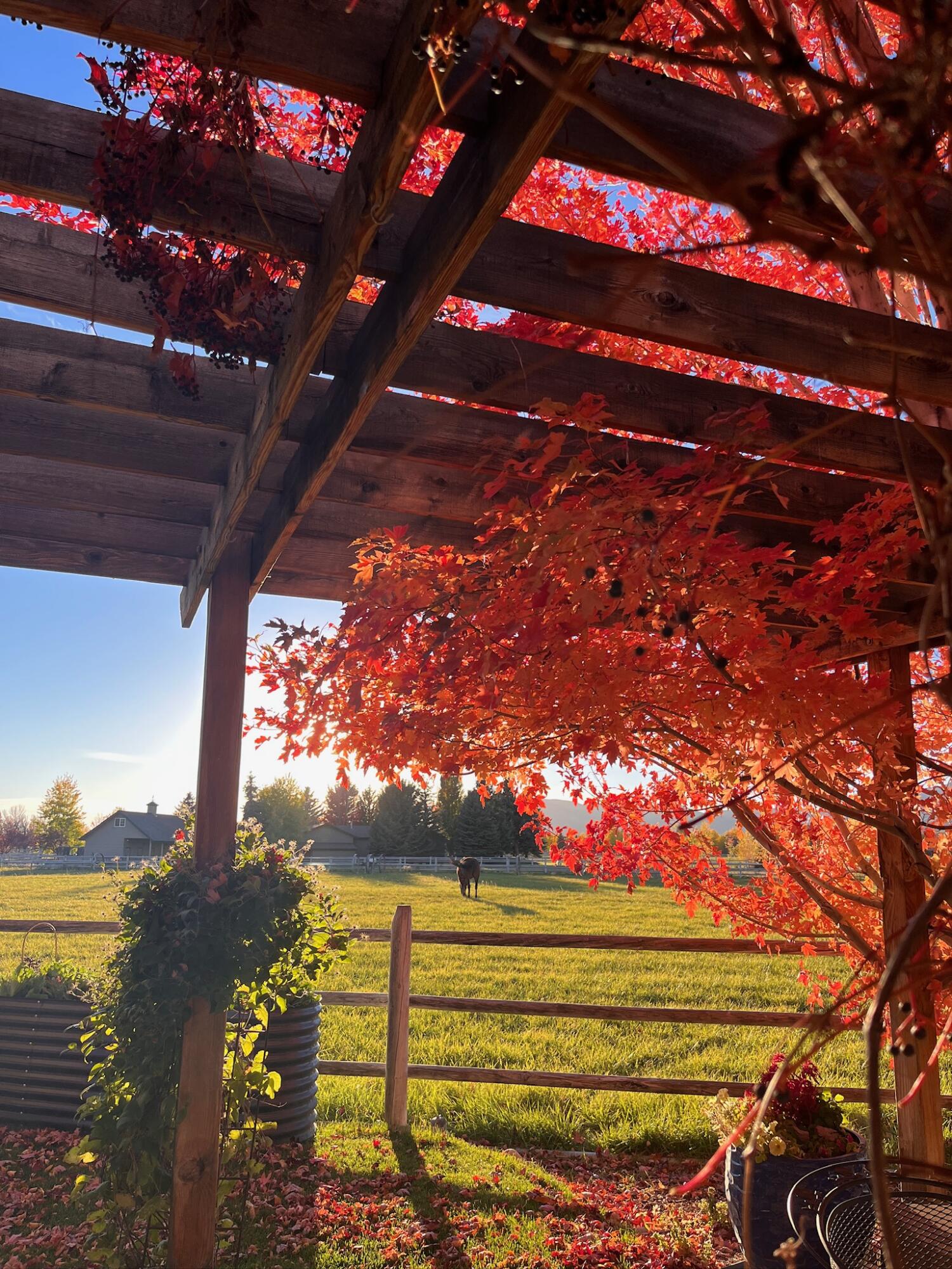 113 Equus Loop Blaine County, ID 83313 - Photo 69 of 88 IMG_8778
