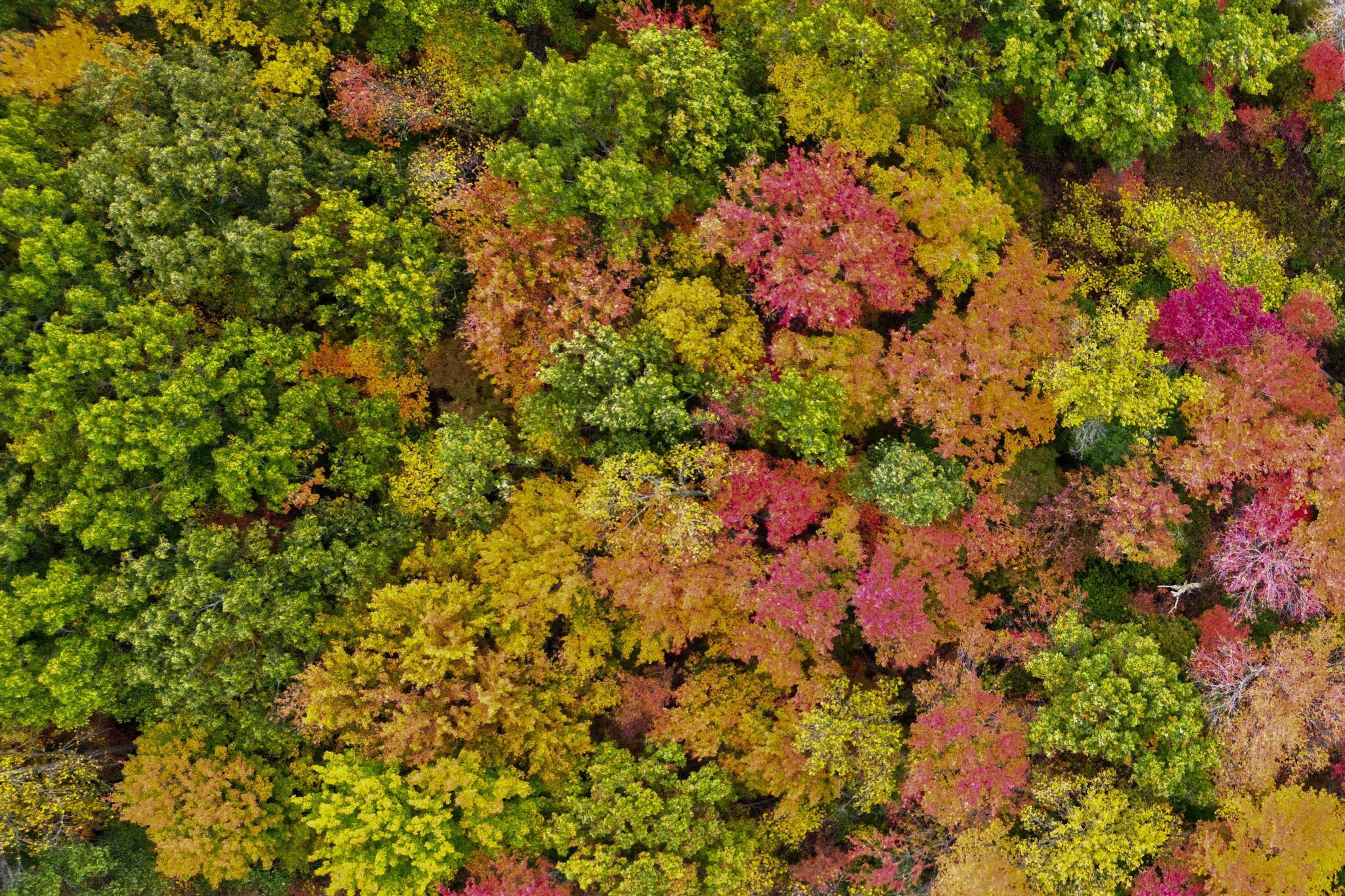 1734 Adams Road Owingsville, KY 40360 - Photo 6 of 31 DJI_0283_-2_-3