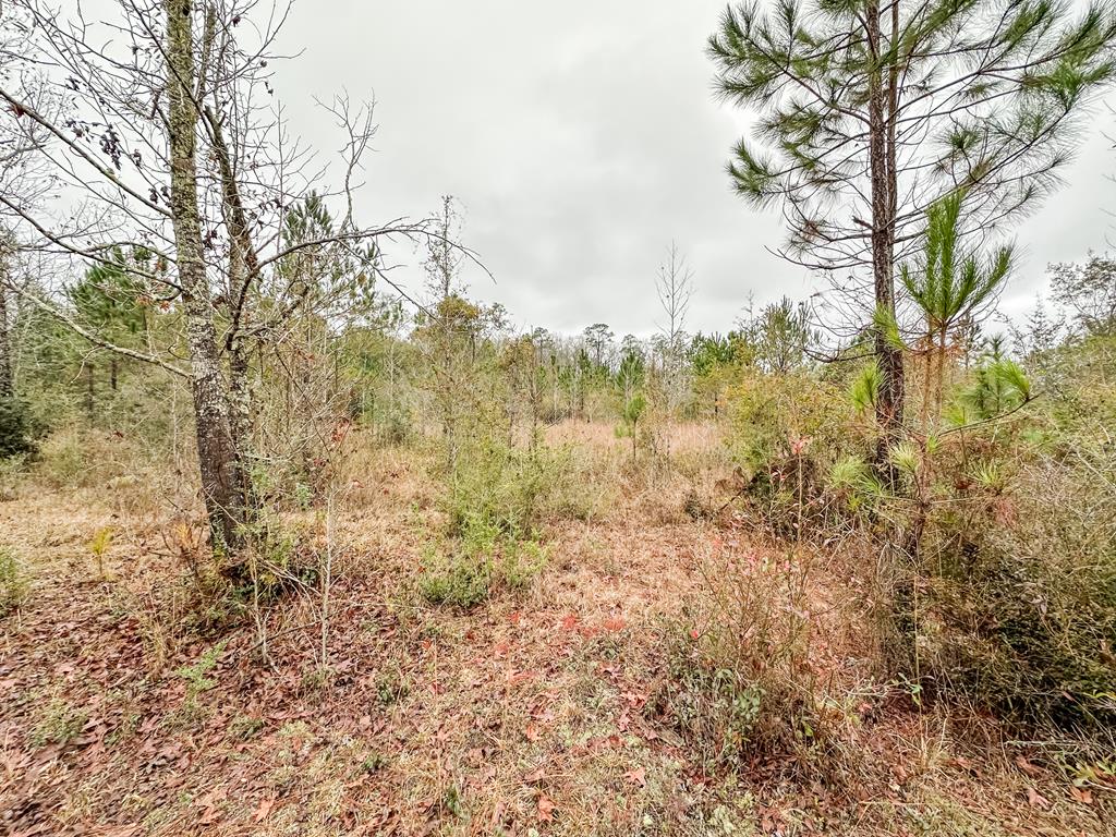 311 O Ashley Road Samson, AL 36477 - Photo 9 of 19 Gallery Image 9