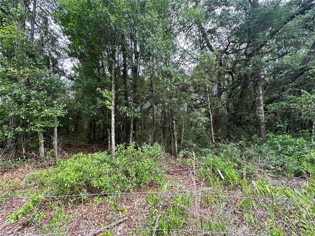 Tbd Northeast 65th Lane Bronson, FL 32621 - Photo 10 of 12