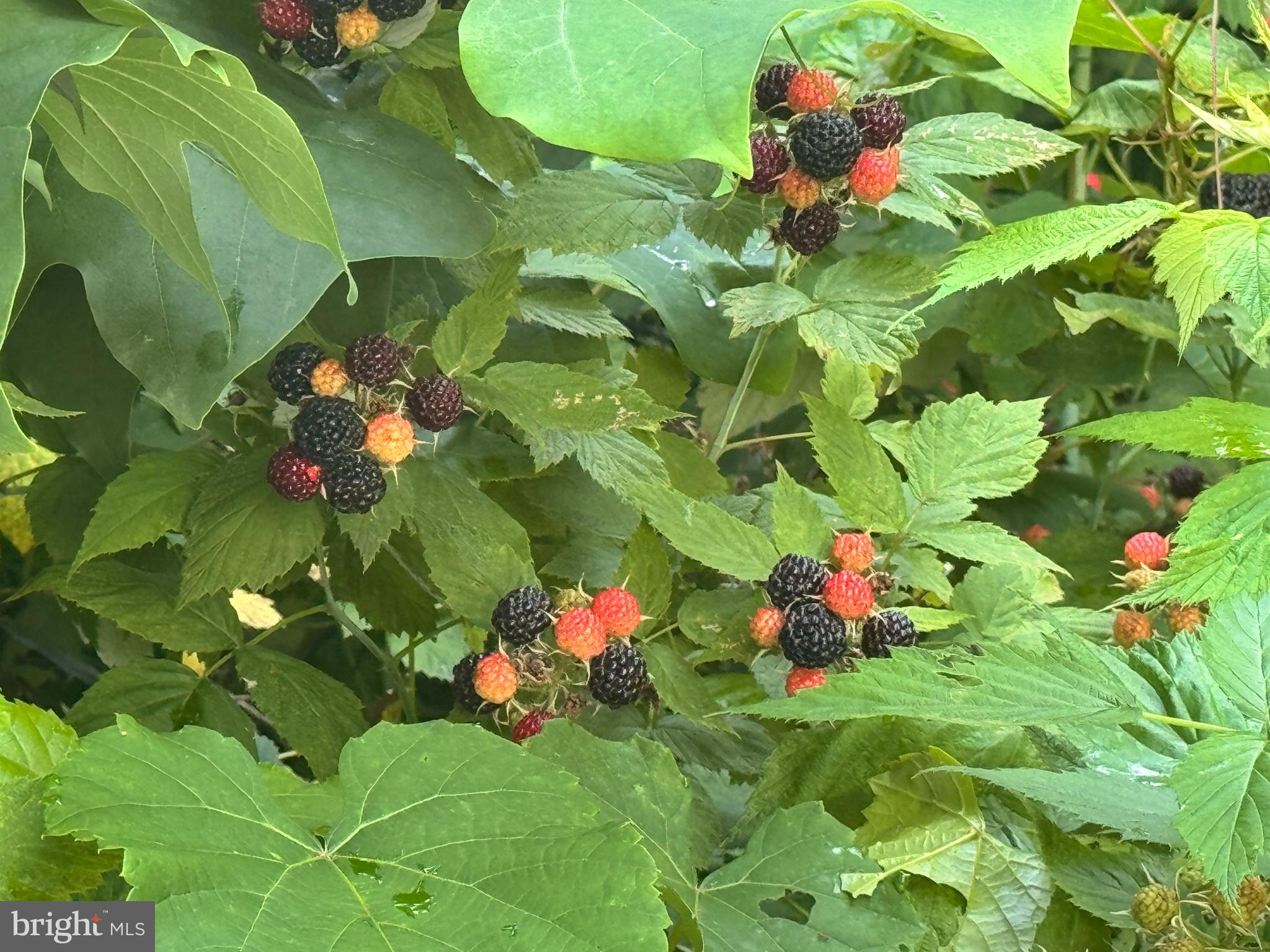 14 Summit Point Drive Front Royal, VA 22630 - Photo 28 of 32