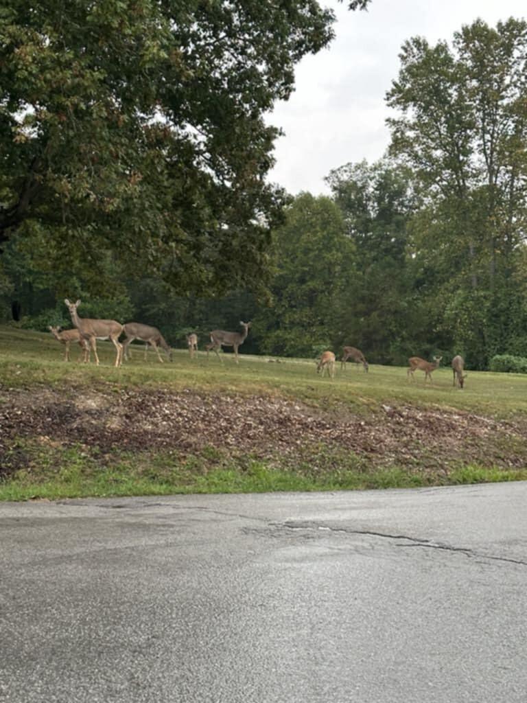 1381 Stewart Road Somerset, KY 42501 - Photo 23 of 54 23