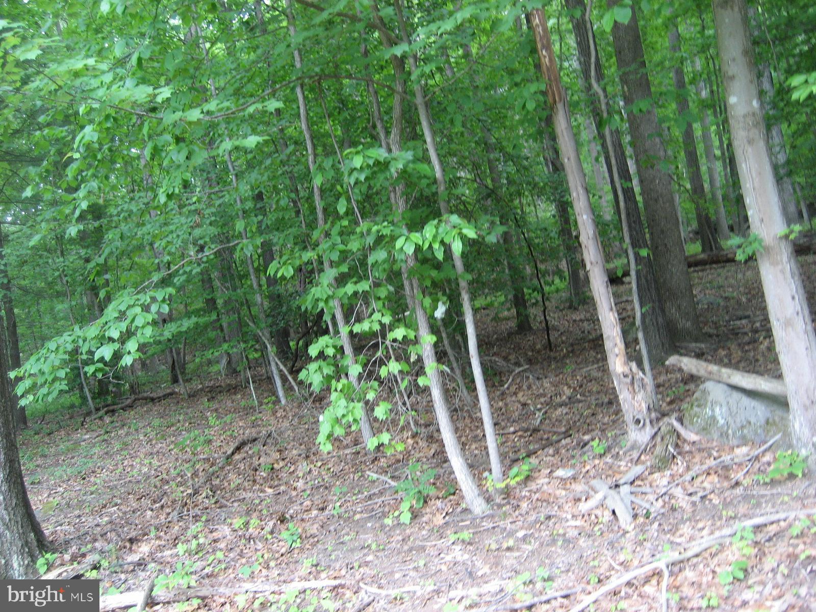 2459 Frogtown Road Bluemont, VA 20135 - Photo 54 of 56