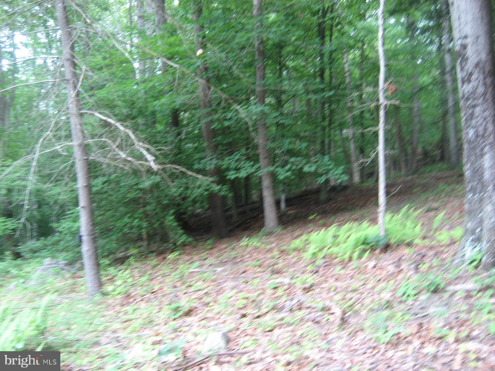 2459 Frogtown Road Bluemont, VA 20135 - Photo 55 of 56