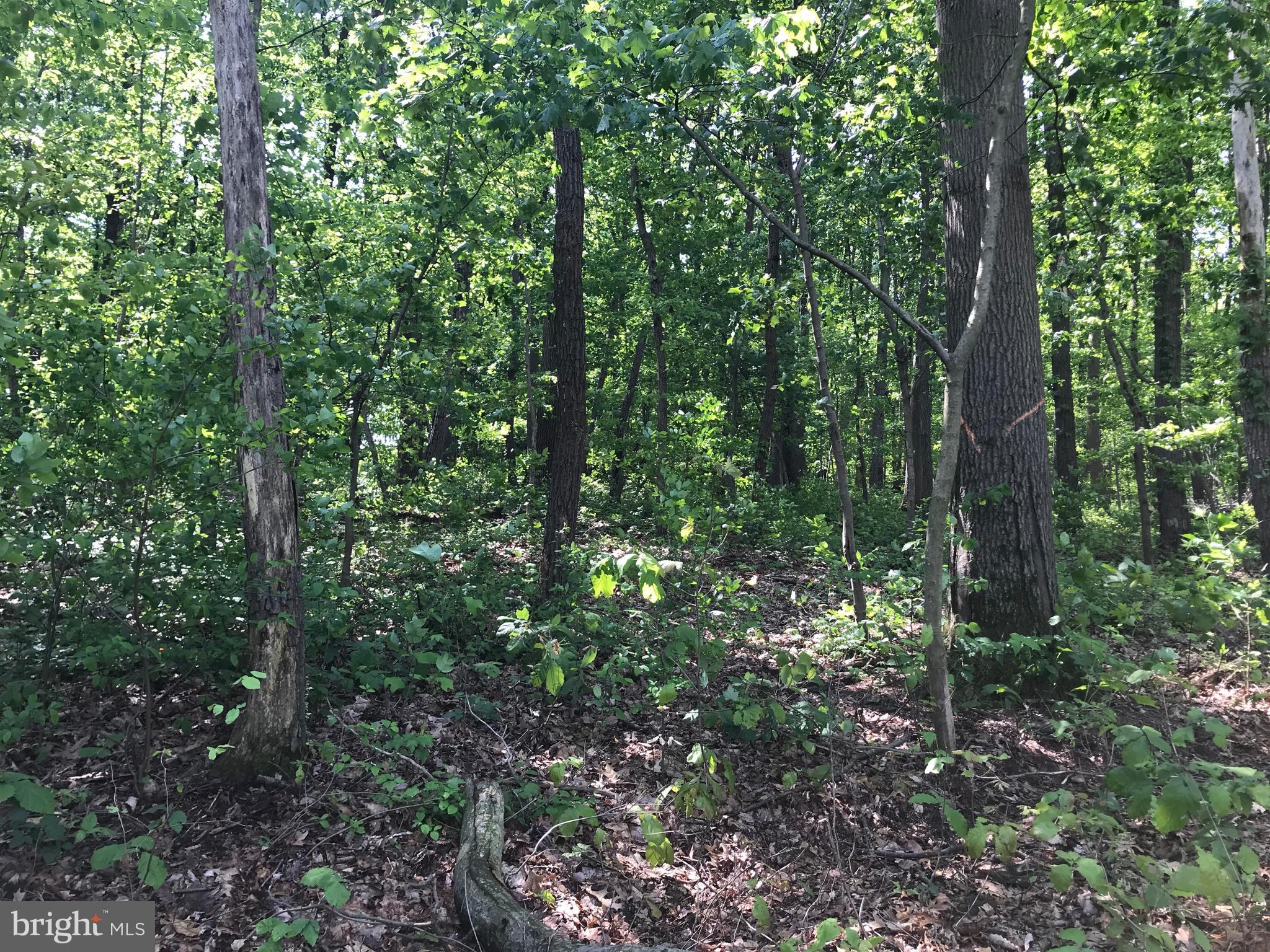 44 Church Road Felton, PA 17322 - Photo 1 of 12 a view of a forest with trees