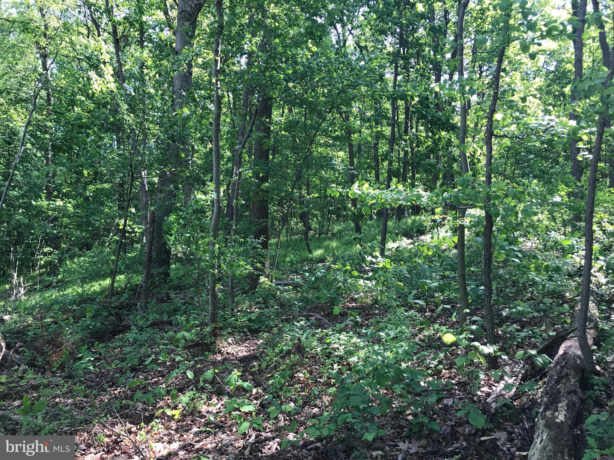 44 Church Road Felton, PA 17322 - Photo 2 of 12 a view of a lush green forest