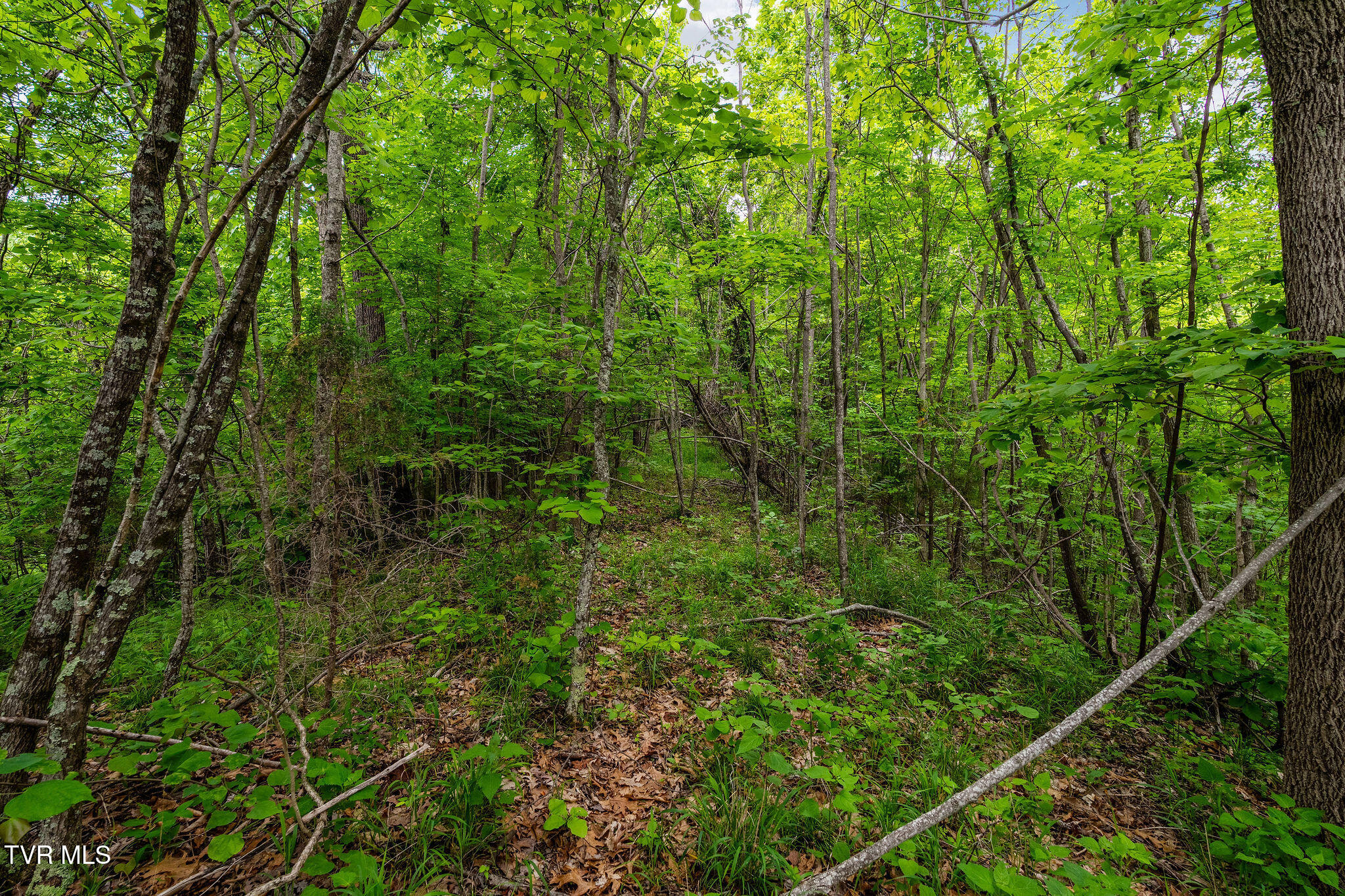 Tbd Wattenbarger Gap Road Greeneville, TN 37745 - Photo 18 of 41 DSC08321
