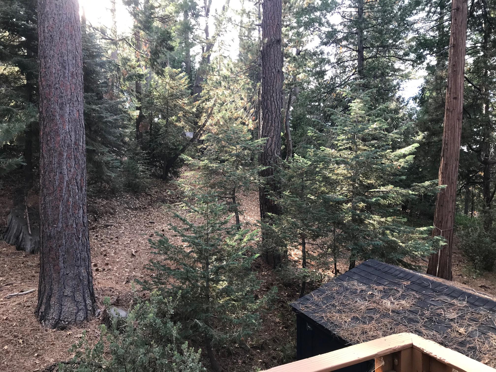 52760 Pine Ridge Road Idyllwild, CA 92549 - Photo 38 of 41 a view of a forest filled with trees