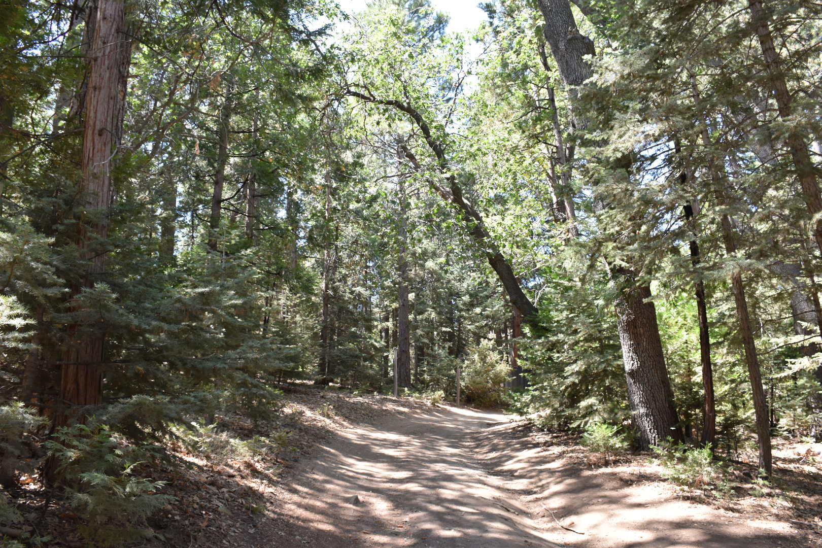 52760 Pine Ridge Road Idyllwild, CA 92549 - Photo 39 of 41 a view of a forest with trees