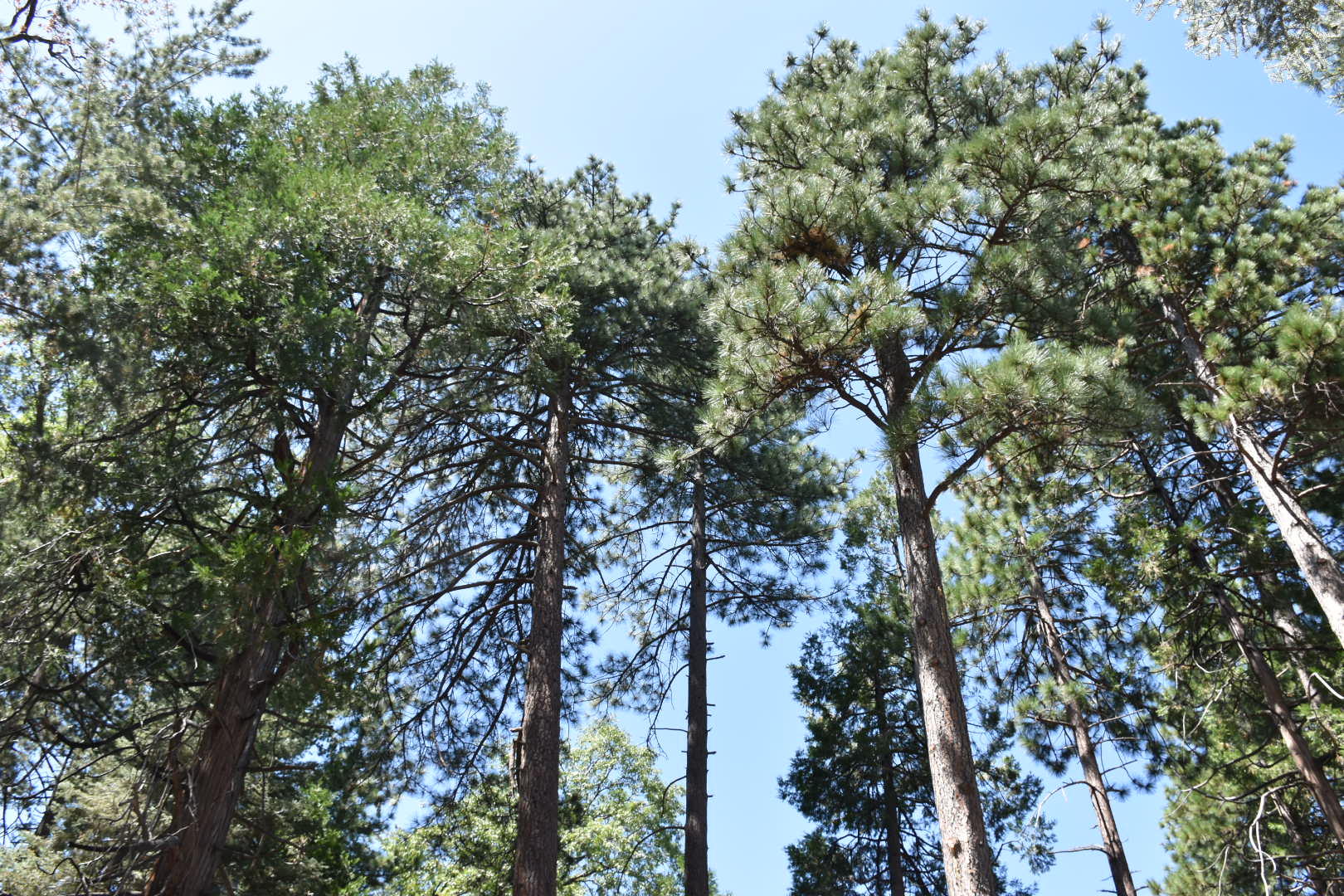 52760 Pine Ridge Road Idyllwild, CA 92549 - Photo 41 of 41 a view of tree