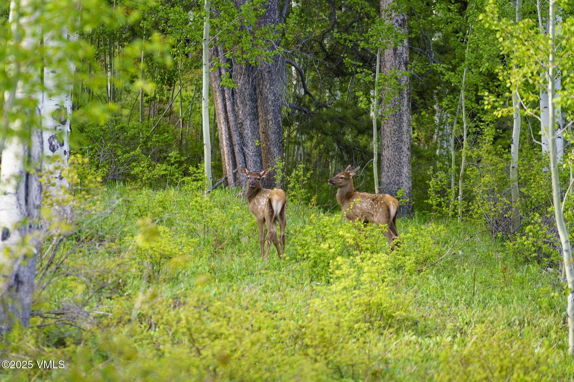 Tbd Casteel Creek Road Edwards, CO 81632 - Photo 12 of 37 Casteels Aspen Meadow Combined All Image