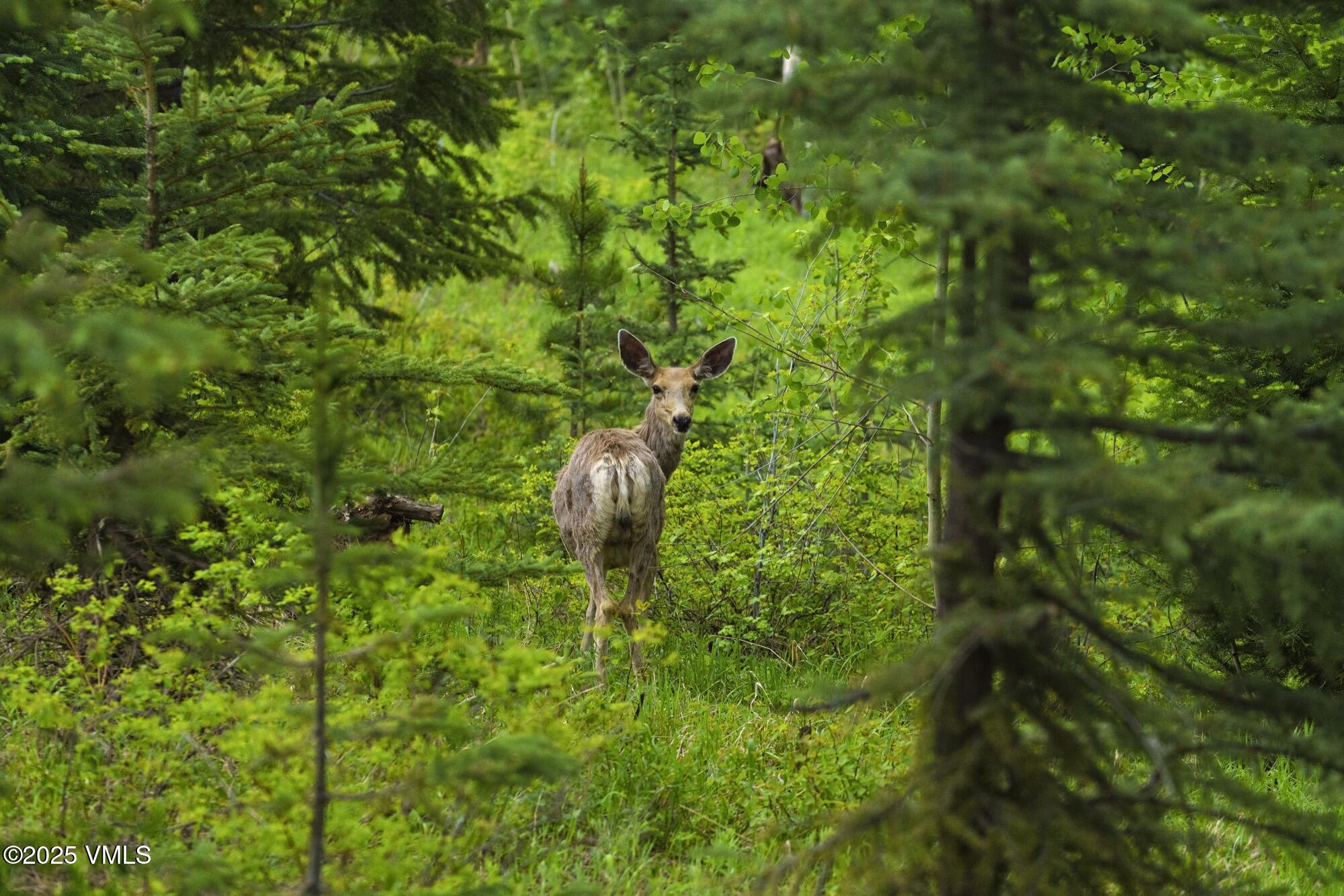 Tbd Casteel Creek Road Edwards, CO 81632 - Photo 12 of 36 a backyard of a house with lots of green space and trees all around
