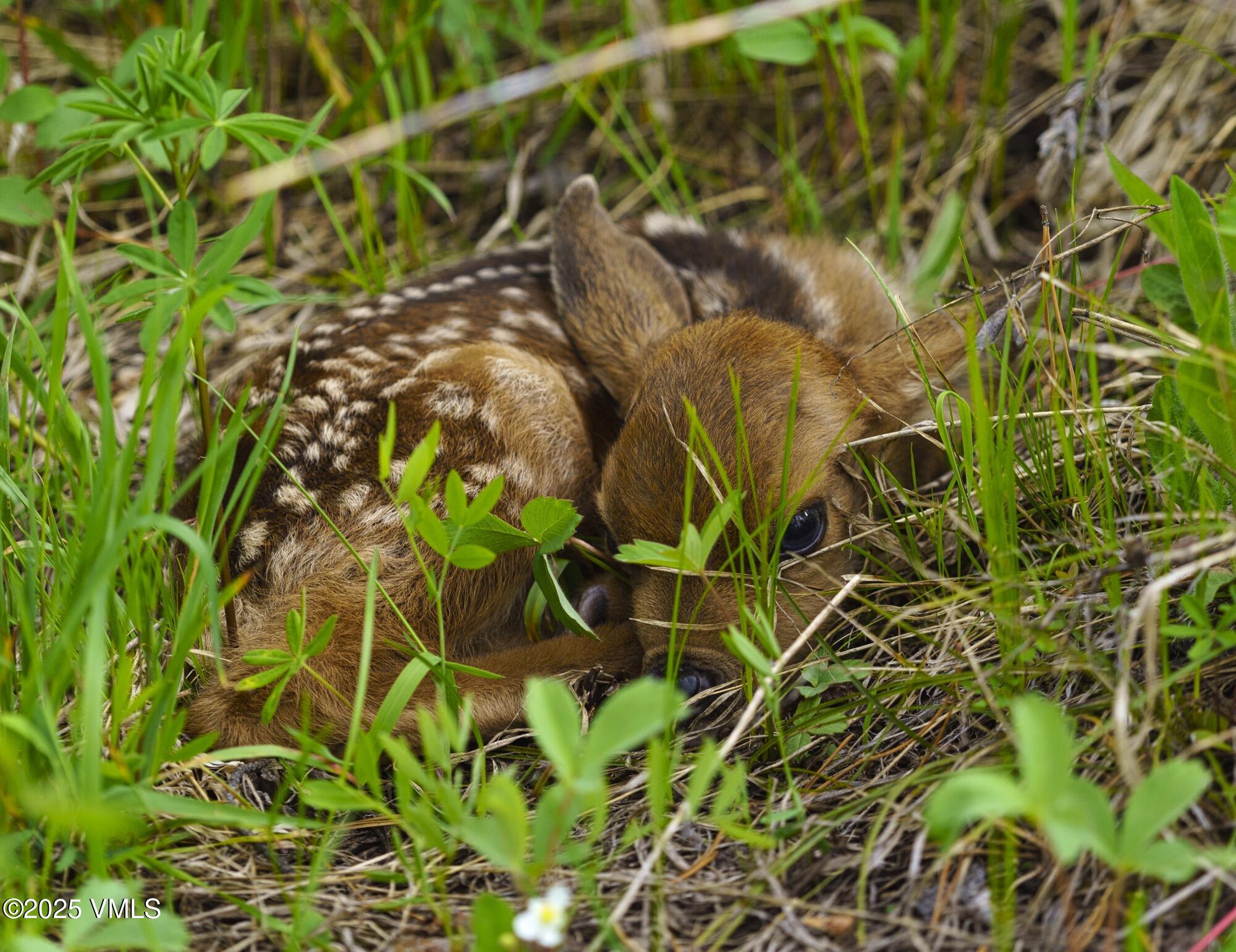 Tbd Casteel Creek Road Edwards, CO 81632 - Photo 13 of 36 a backyard of a building