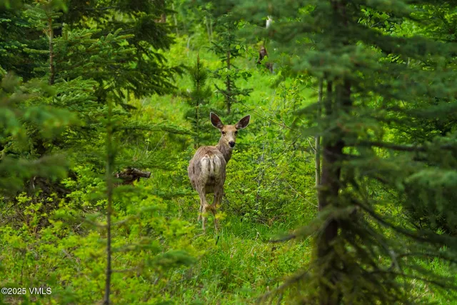 a view of a house with a mountain and a forest