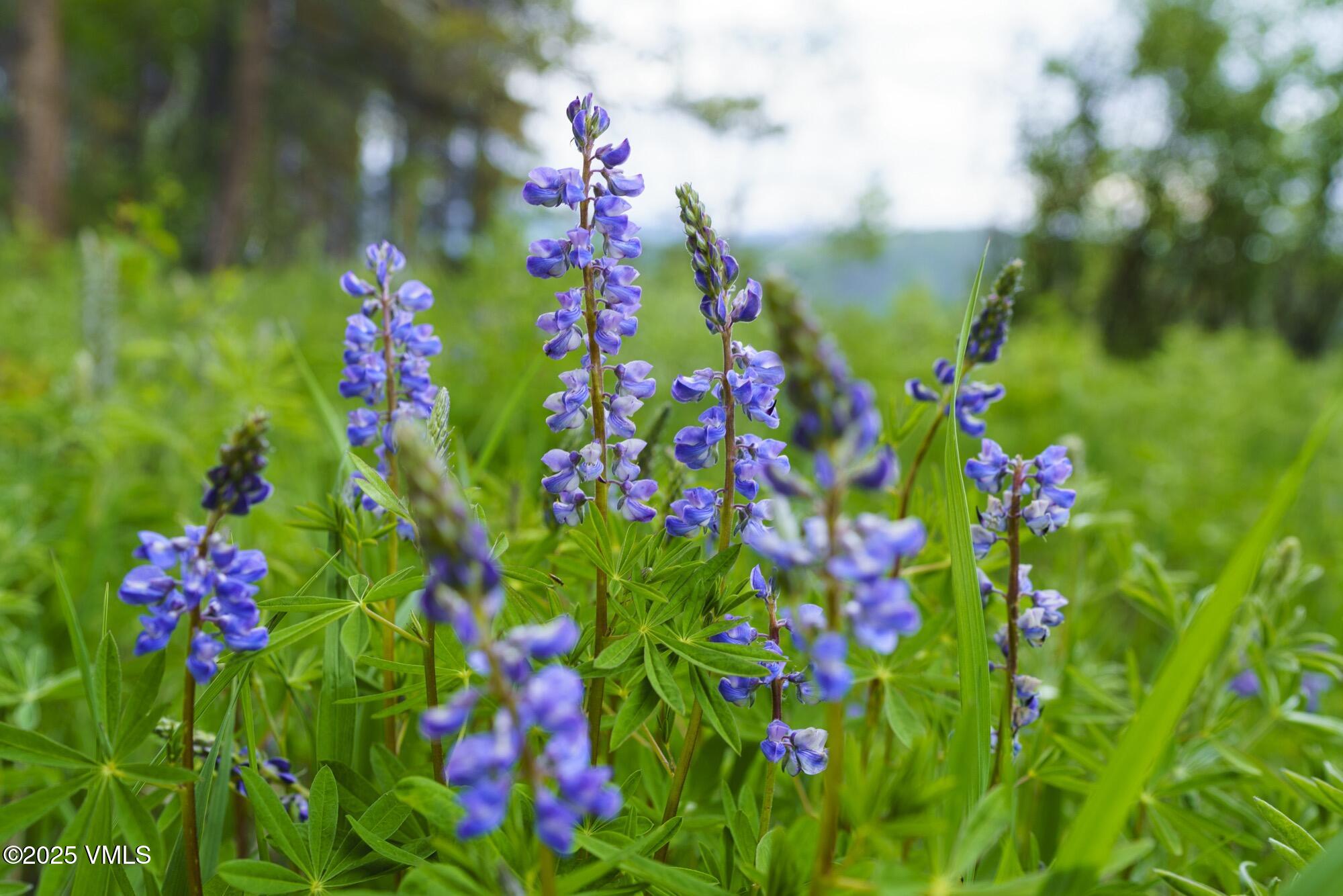 Tbd Casteel Creek Road Edwards, CO 81632 - Photo 15 of 37 Casteels Aspen Meadow Combined All Image