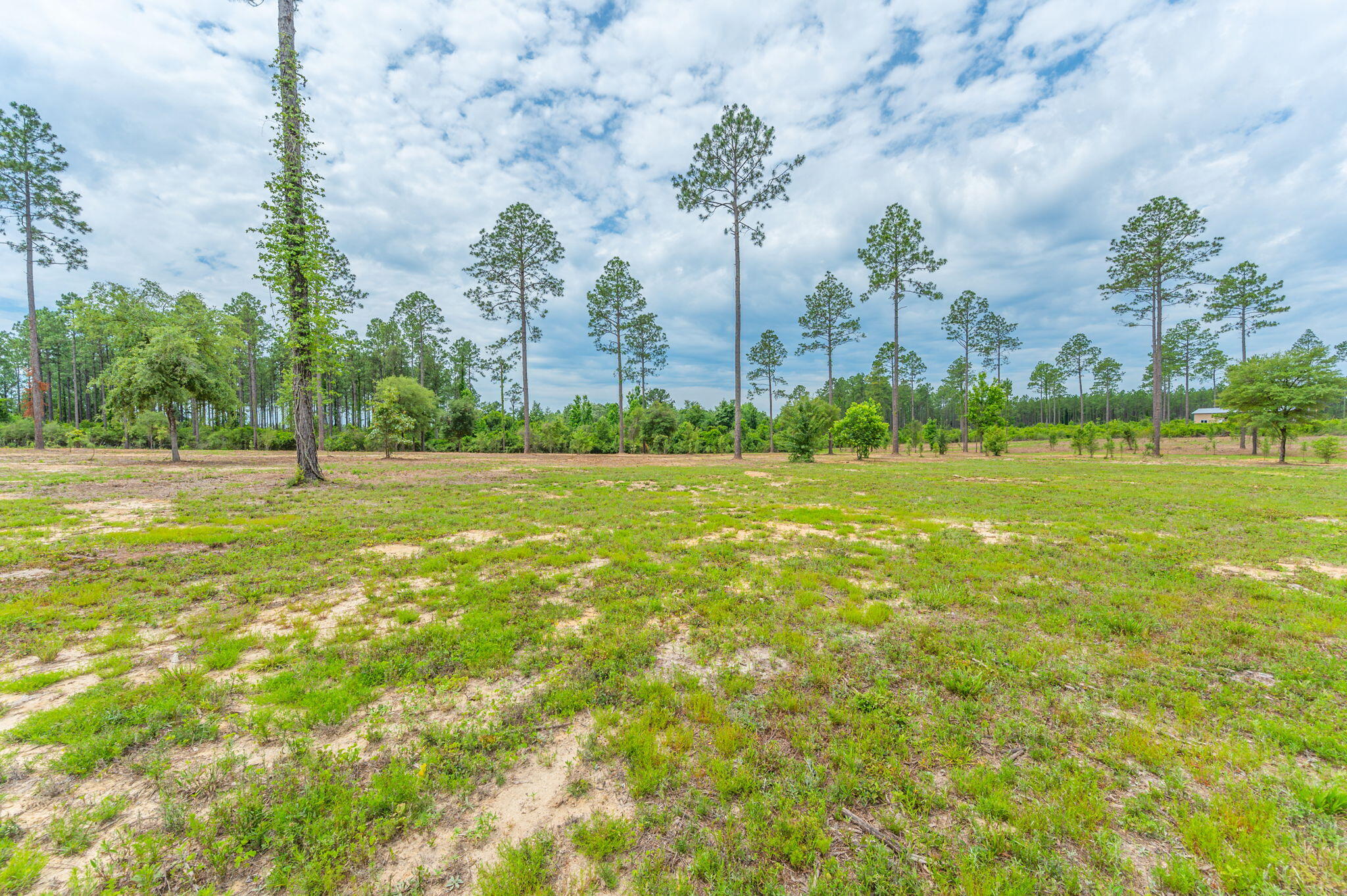 10-acres Buck Tyner Road Laurel Hill, FL 32567 - Photo 12 of 20 a view of a big yard with plants and large trees