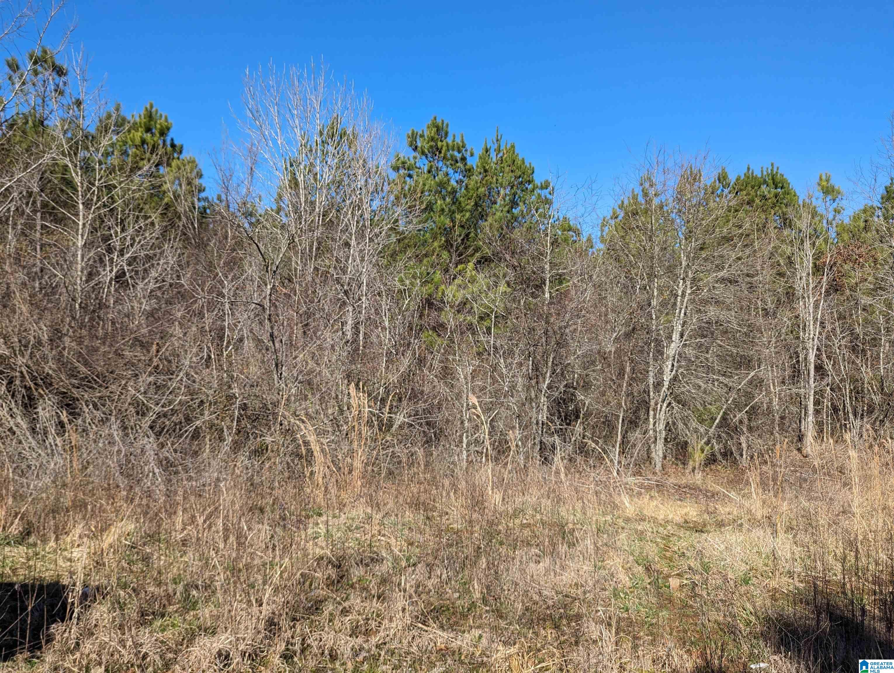 0 Chandler Springs Road Talladega, AL 35160 - Photo 16 of 35