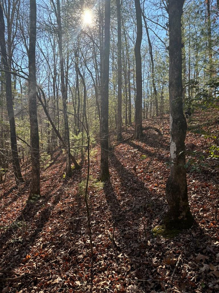 1.03 Deep Frst Road Murphy, NC 28906 - Photo 3 of 28