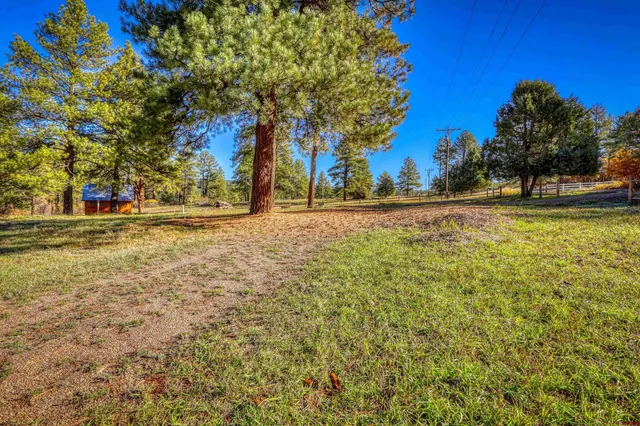 a view of a yard with plants and trees