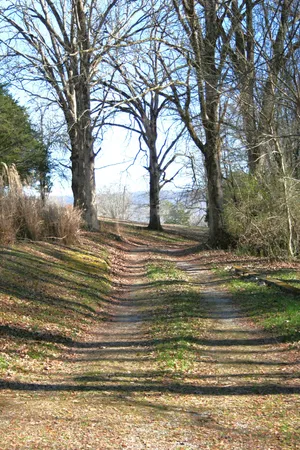 a view of a yard with large trees