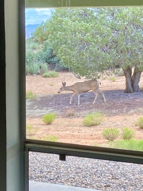 1575 South Roy Road Kingman, AZ 86401 - Photo 30 of 56 enjoy wildlife sightings often through the kitchen window