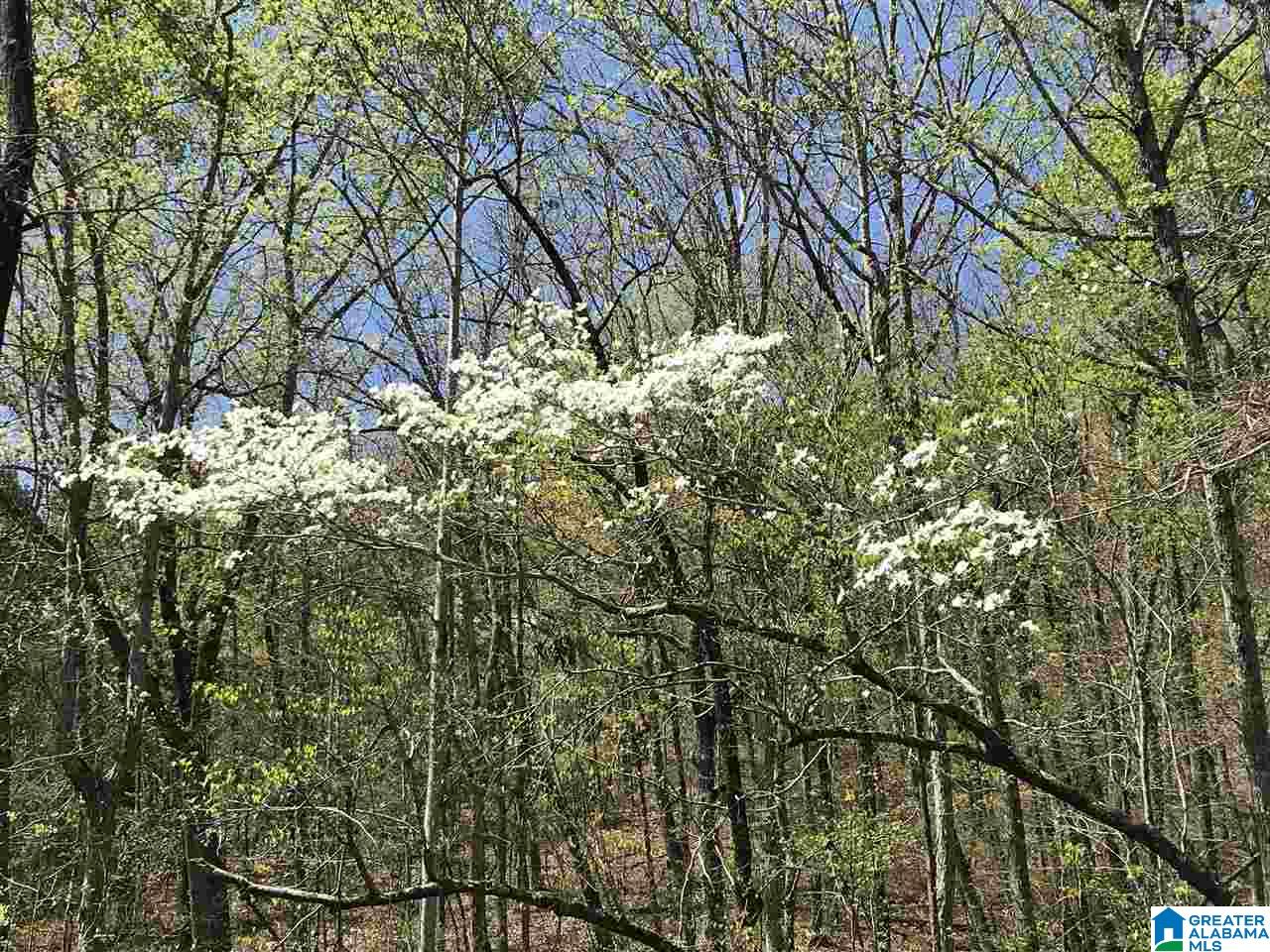 346 Hunters Lane Vandiver, AL 35176 - Photo 8 of 38