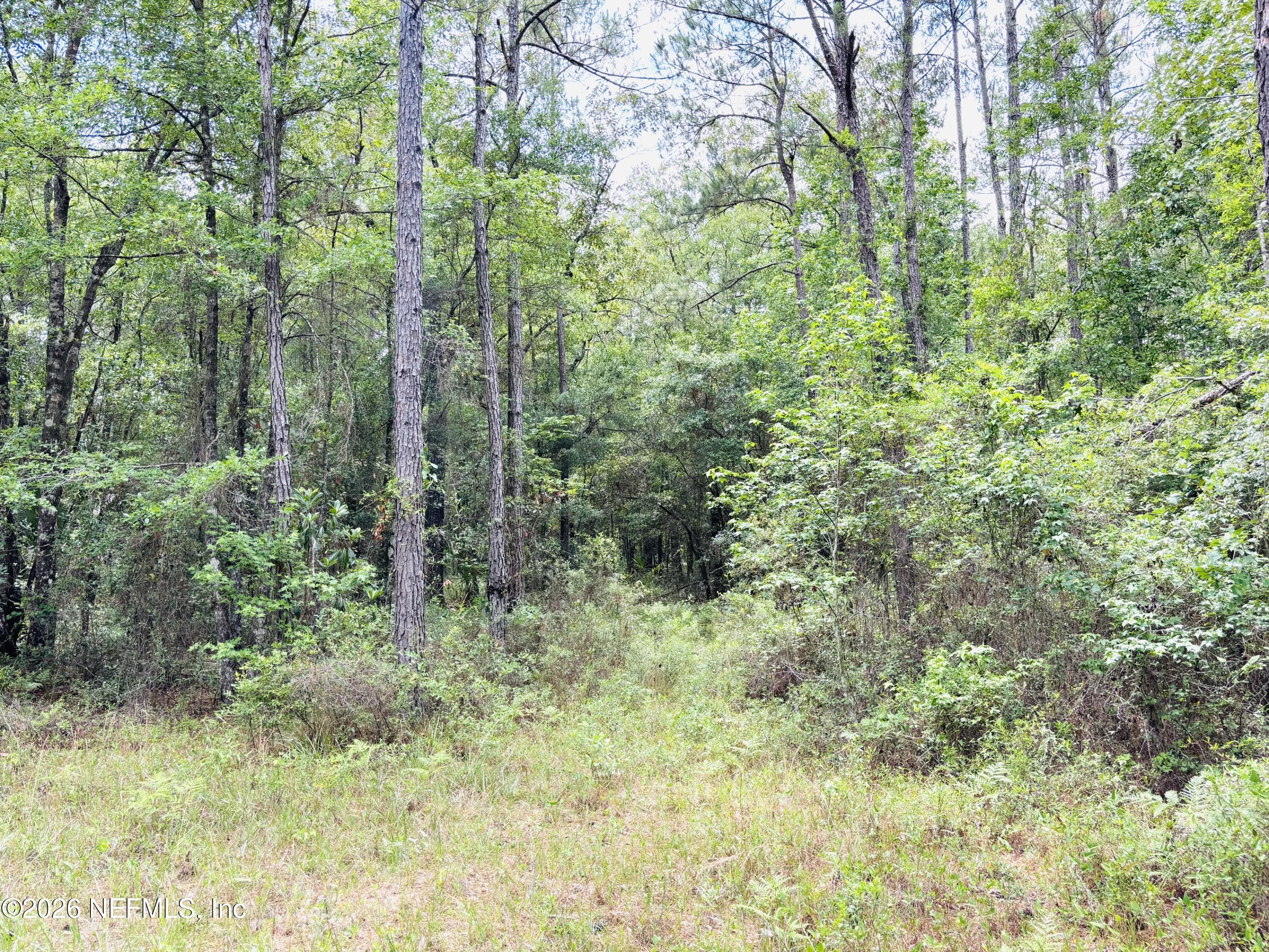 0 Lake Hampton Road Hilliard, FL 32046 - Photo 7 of 23 a view of a lush green forest with large trees