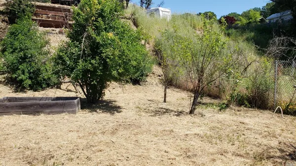 a view of a yard covered with trees
