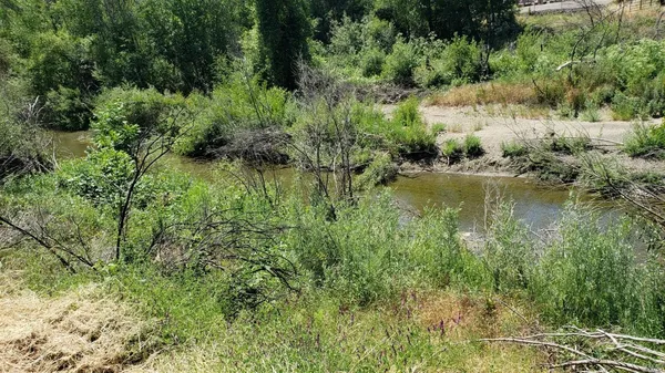 a view of a garden with a lake