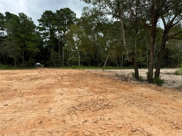 a street view covered with tall trees