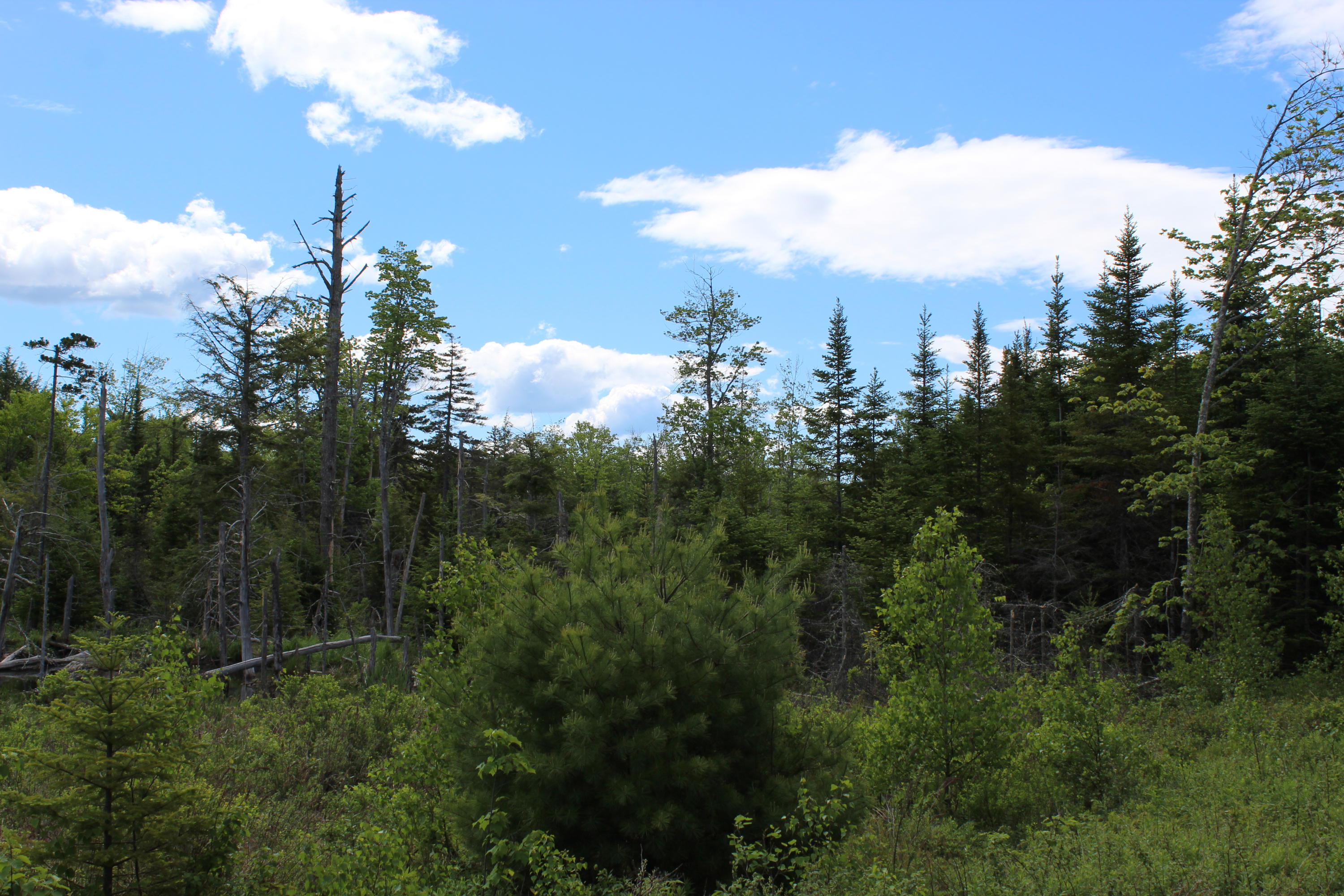 1511 Bucksport Road Ellsworth, ME 04605 - Photo 36 of 41 IMG_8477