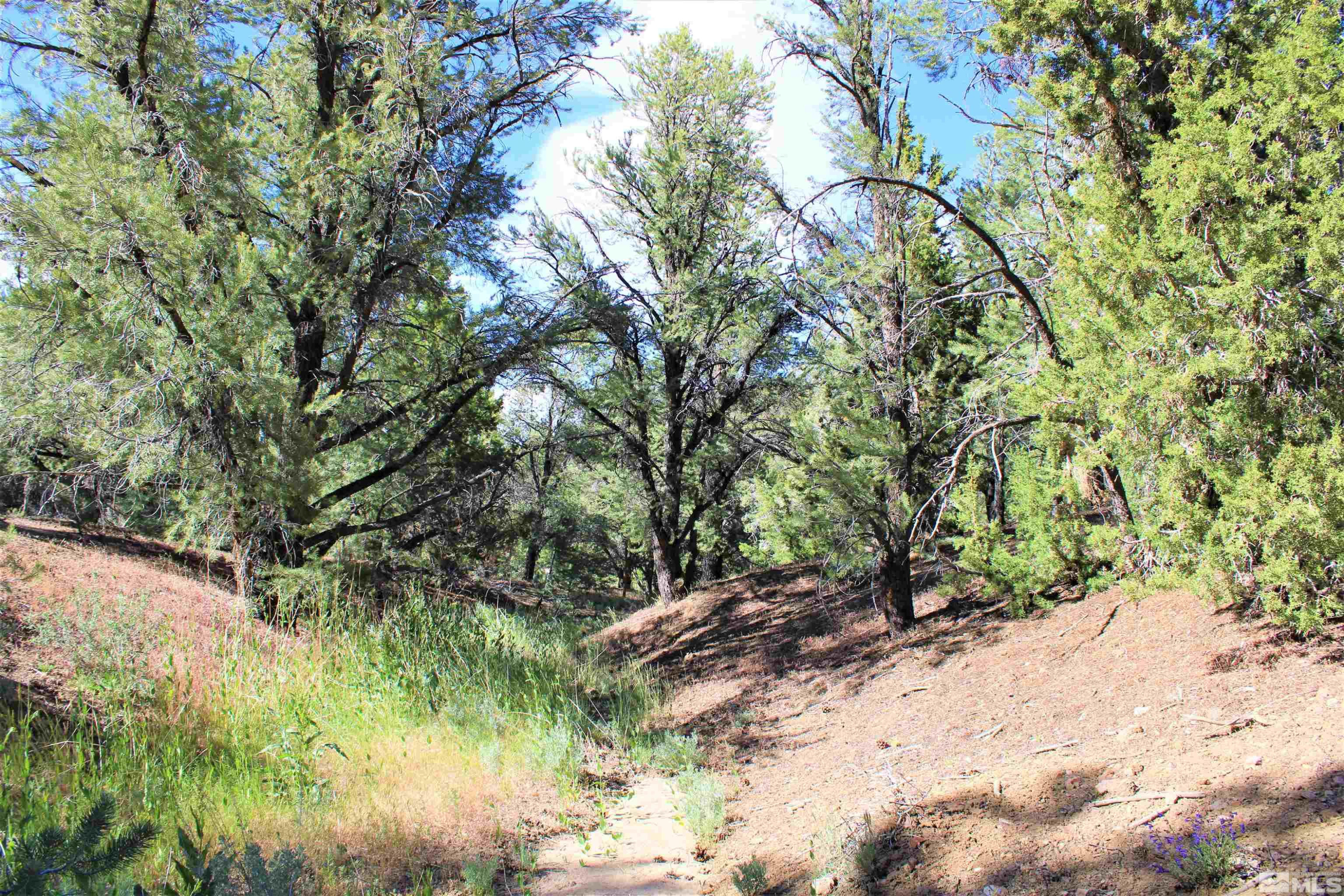 21321 Highland Road Reno, NV 89521 - Photo 10 of 17 a backyard of a house with a yard and large tree