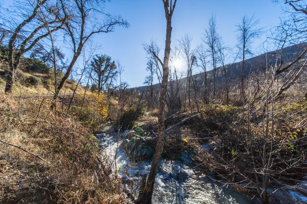 a view of a yard with plants and trees