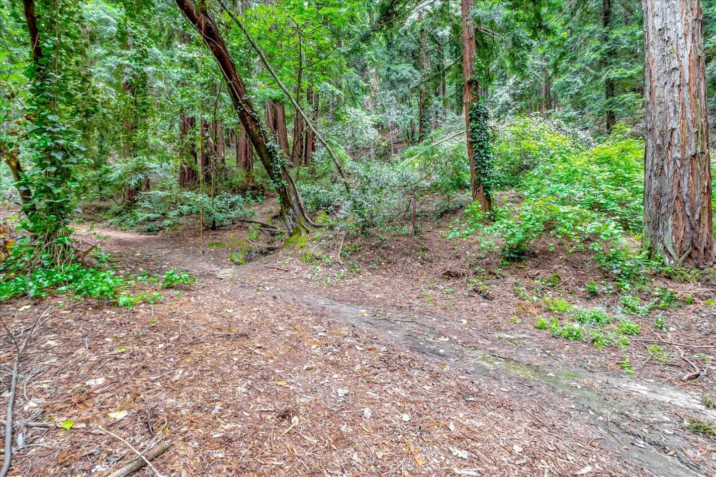 17550 Comanche Trail Los Gatos, CA 95033 - Photo 34 of 37 a view of a forest with trees in front of it