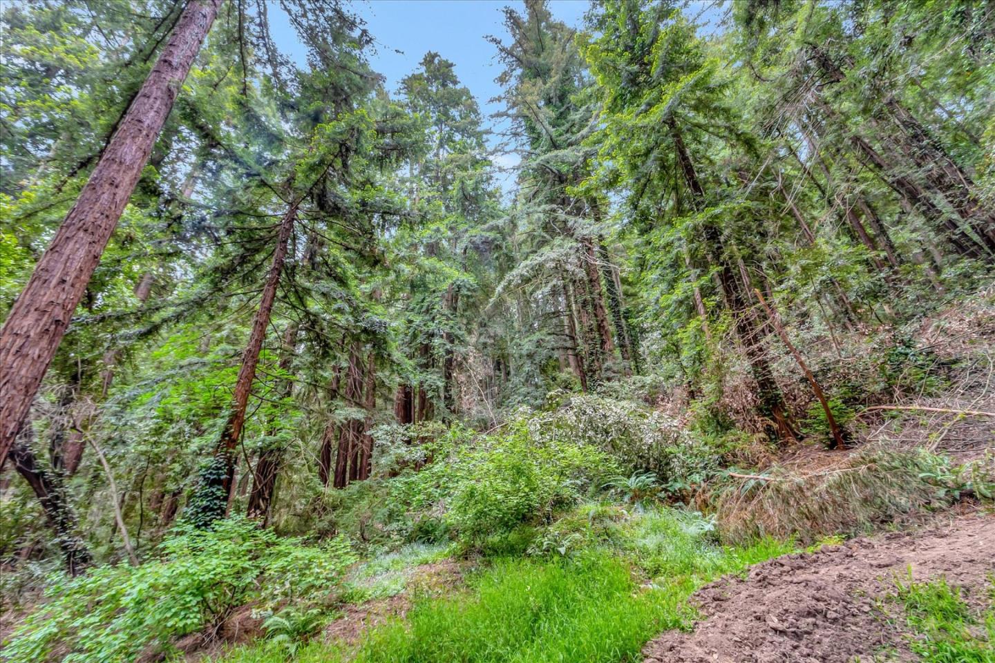 17550 Comanche Trail Los Gatos, CA 95033 - Photo 36 of 37 a view of a lush green forest with lots of trees