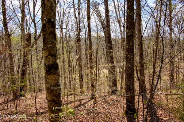 $75,000 | Turtle Dove Trail, Dandridge, TN 37725