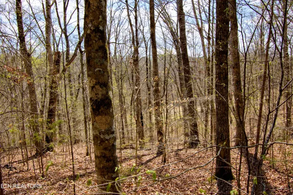 $75,000 | Turtle Dove Trail, Dandridge, TN 37725