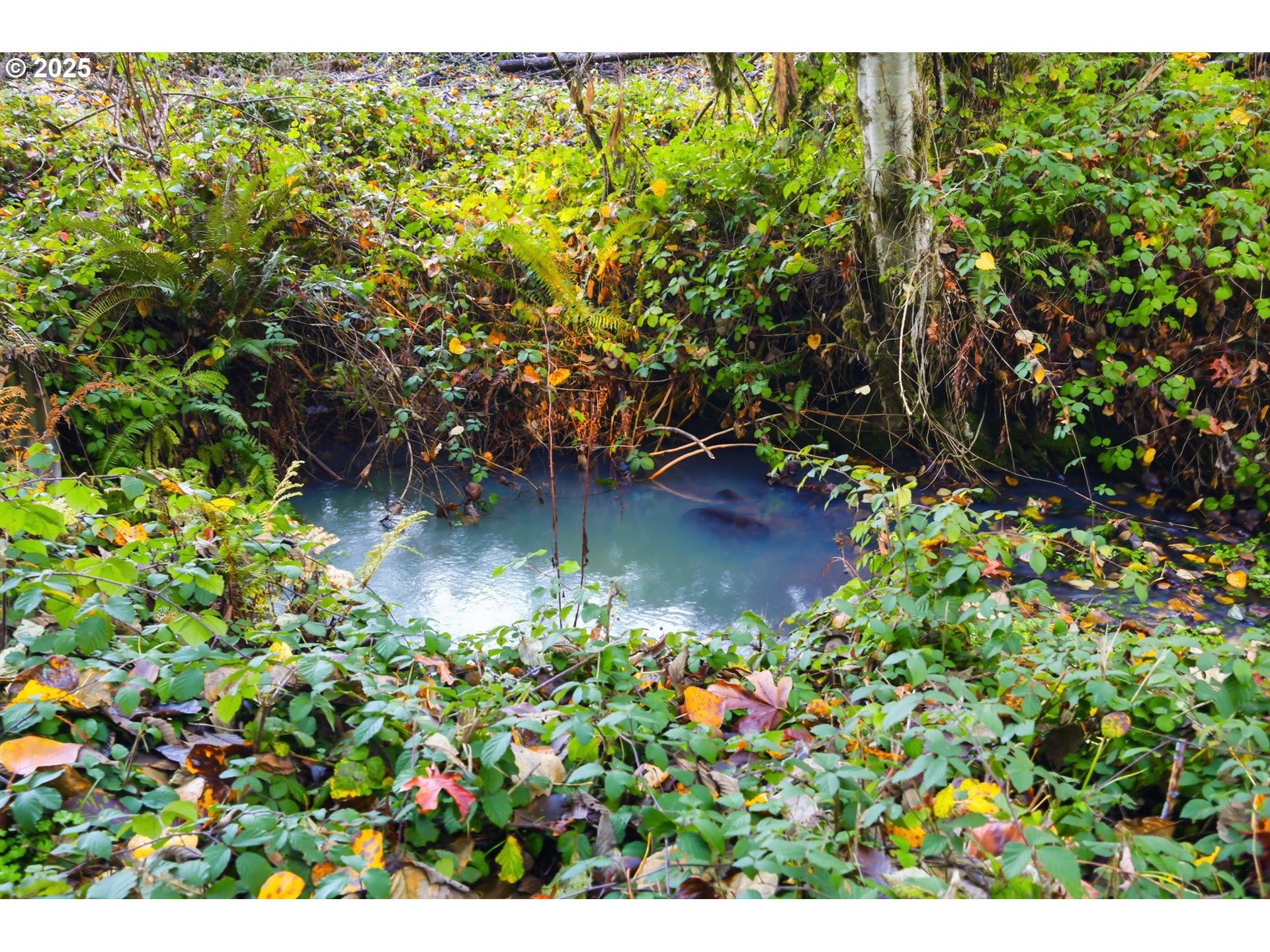 39557 Little Fall Creek Road Fall Creek, OR 97438 - Photo 40 of 43 a view of a garden