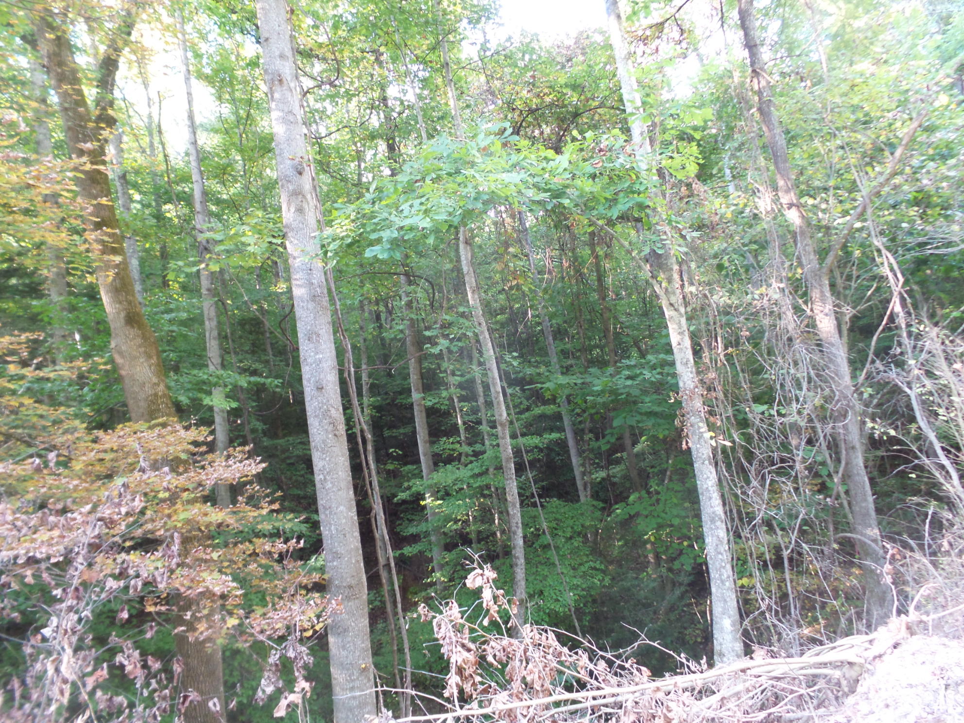 Lot 5 Leedham Road, Unit 5 Johnson City, TN 37601 - Photo 9 of 10 20170921_180126