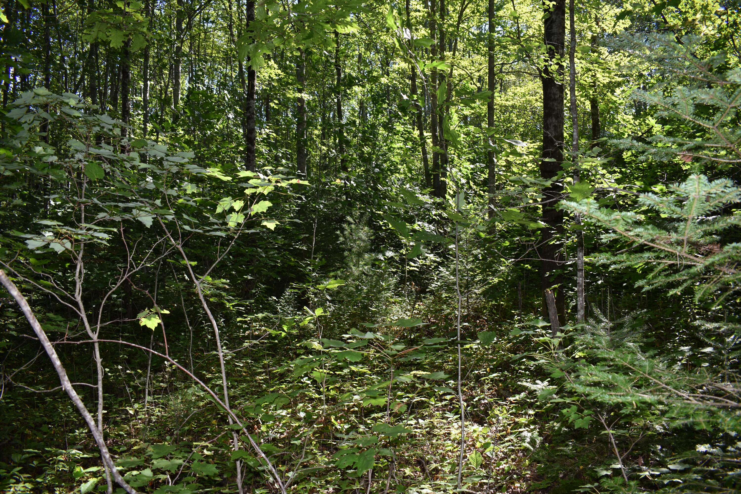 2 Edinburg Road Howland, ME 04448 - Photo 7 of 16 DSC_0236
