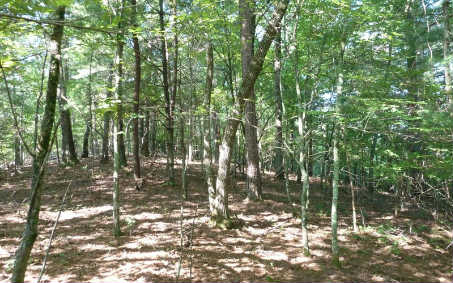 15 Brasstown Road Brasstown, NC 28902 - Photo 1 of 1 Main View