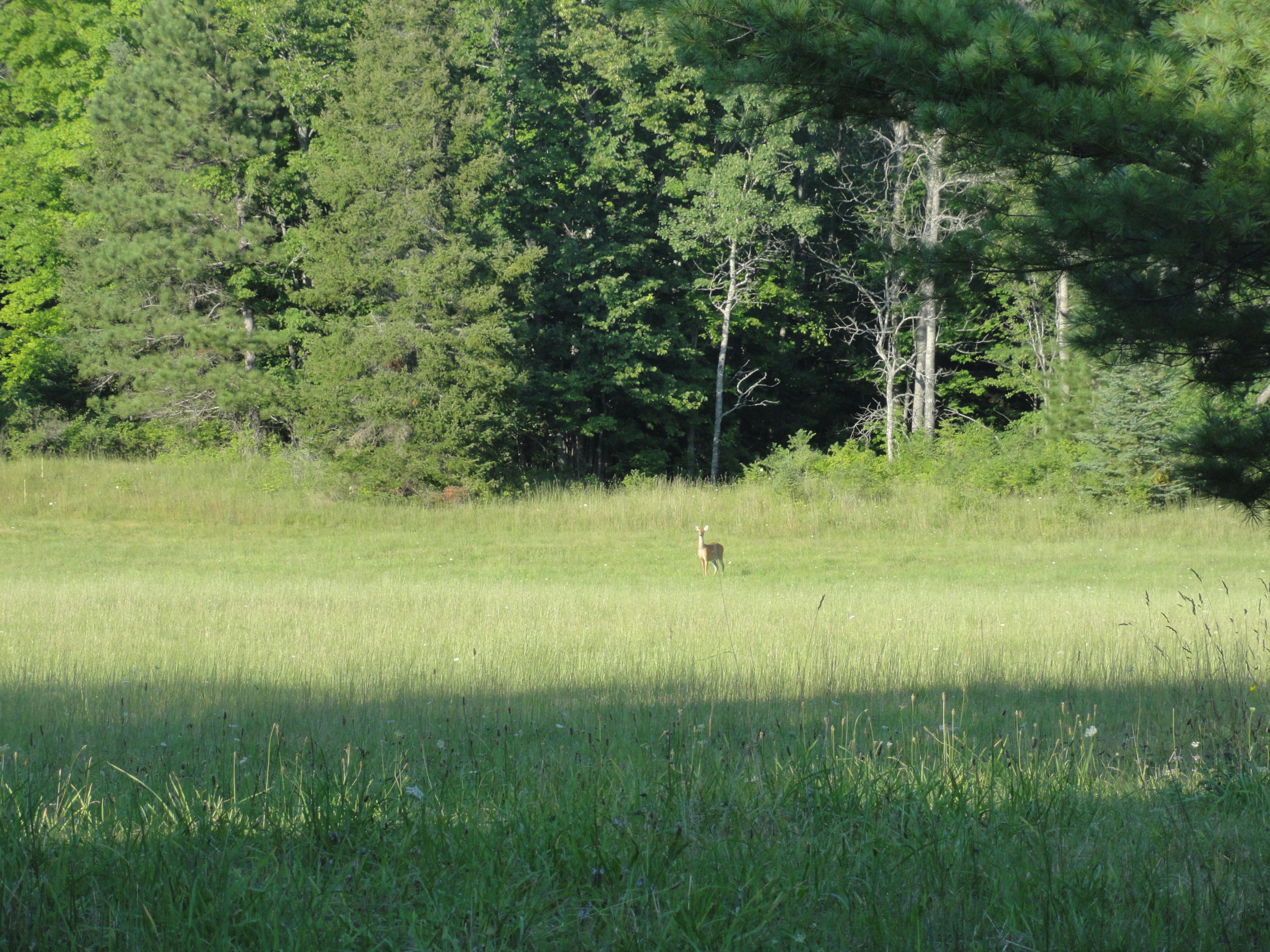 East Tower Road Onaway, MI 49765 - Photo 12 of 13 Gallery Image 12