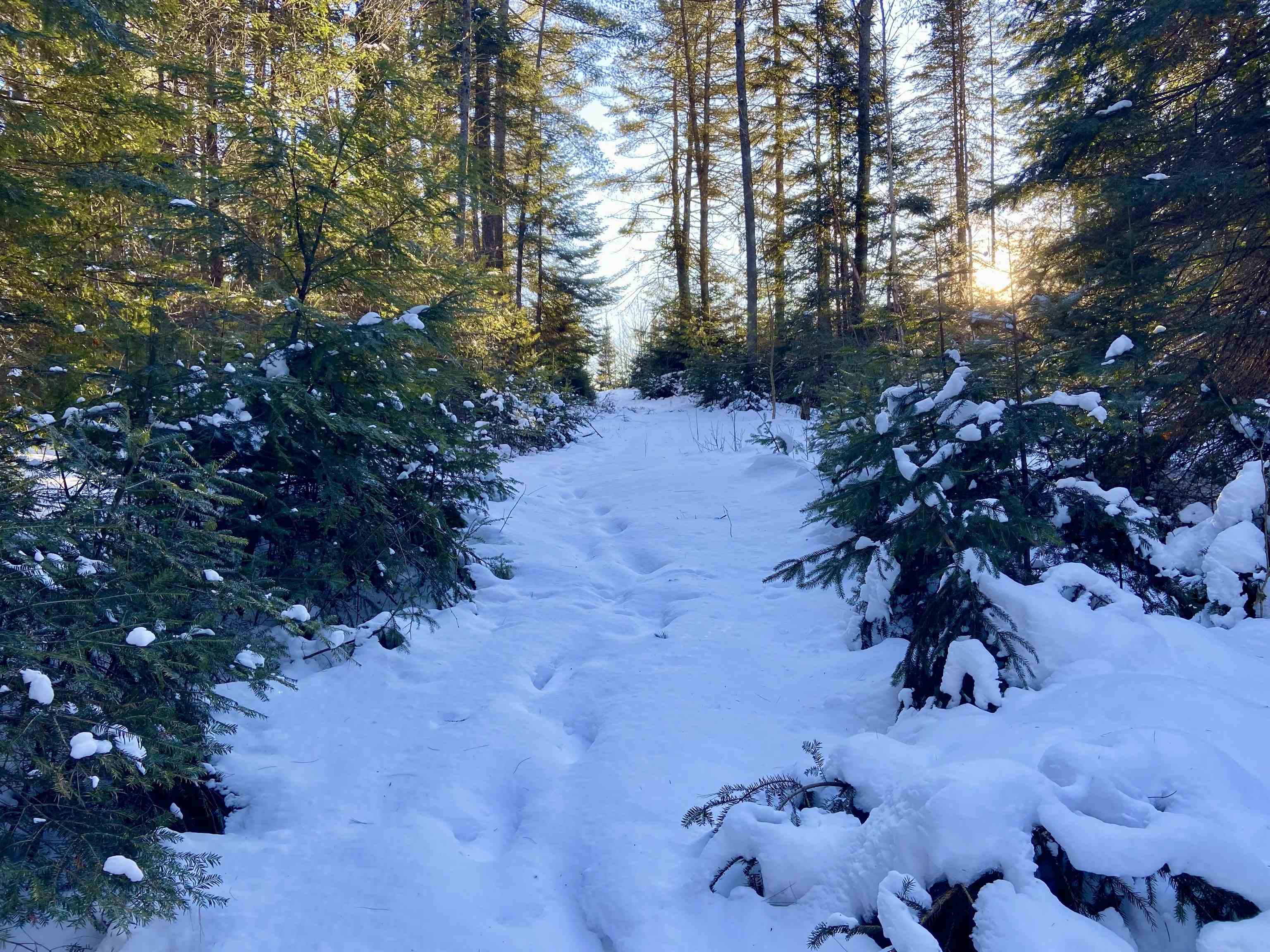 Nichols Road Dalton, NH 03598 - Photo 2 of 14