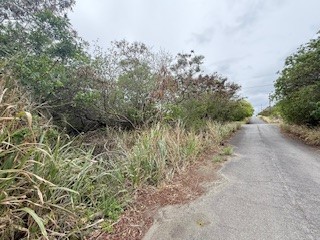 a view of a forest with a tree