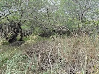 a view of a yard with a tree