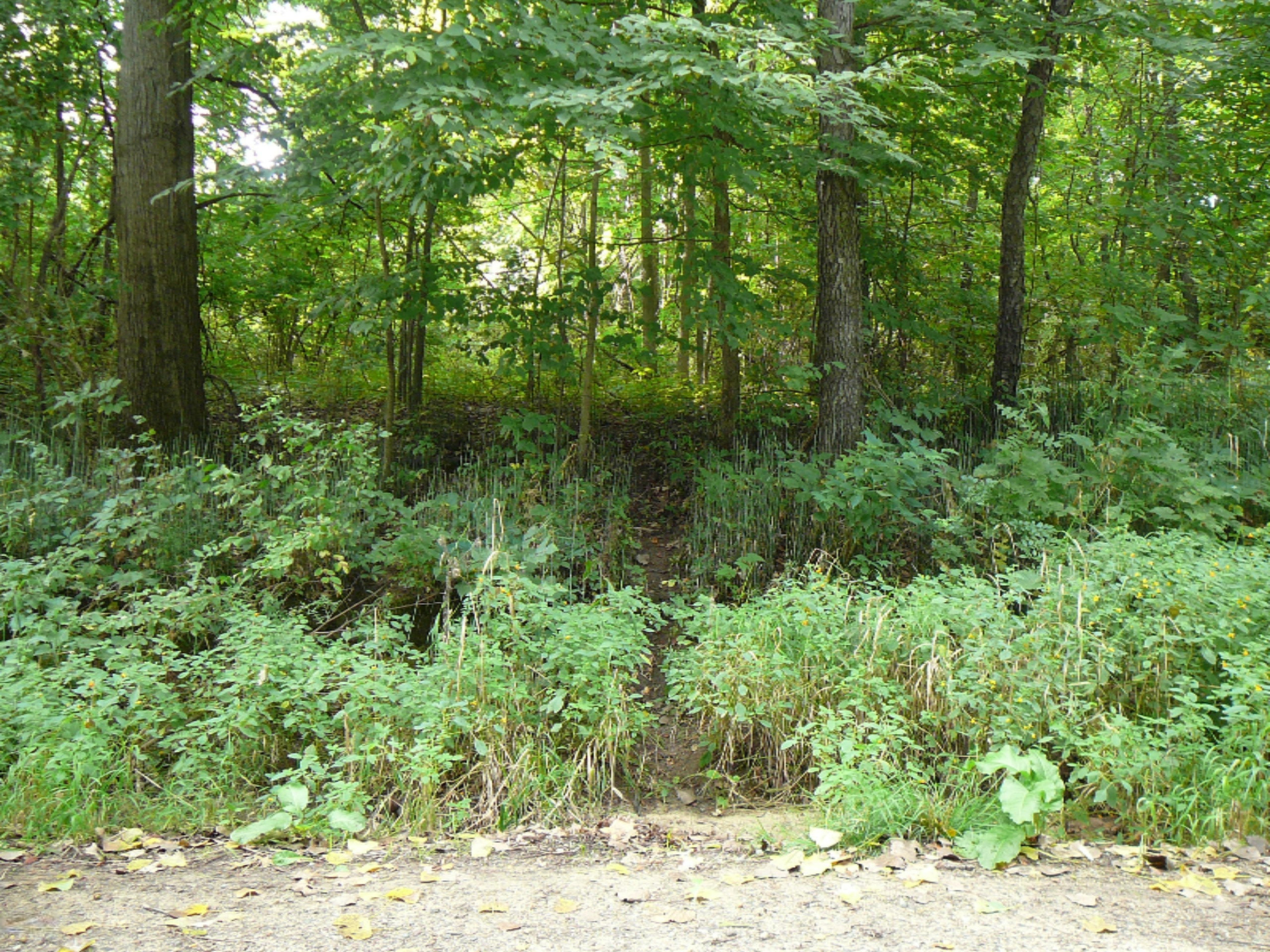 Mercer Road Jerome, MI 49249 - Photo 6 of 9 8039 east view midway