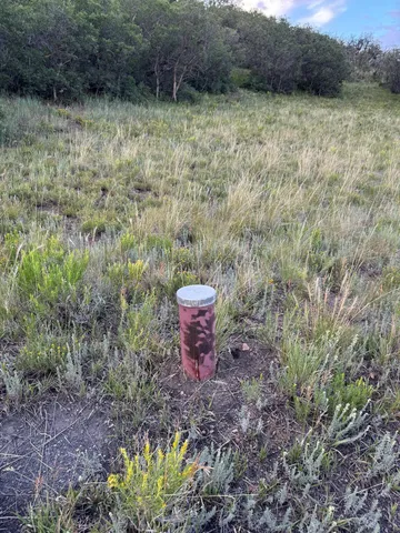 a view of a garden from a yard