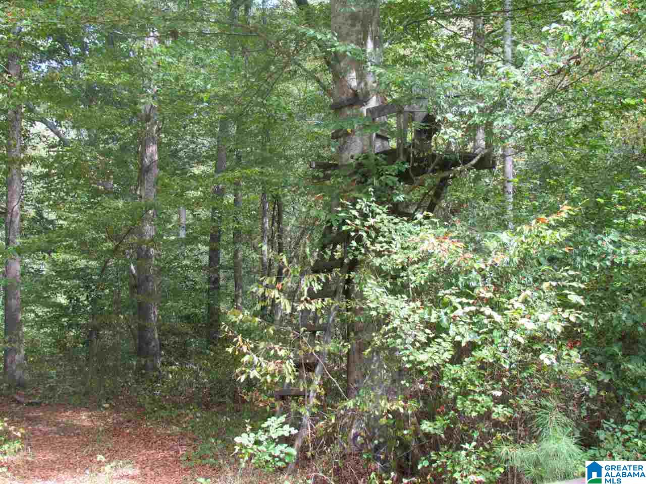 0 Wolf Pen Ridge Road Pell City, AL 35128 - Photo 10 of 13