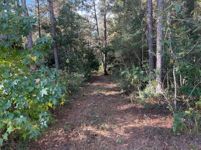 a view of a forest with trees in the background