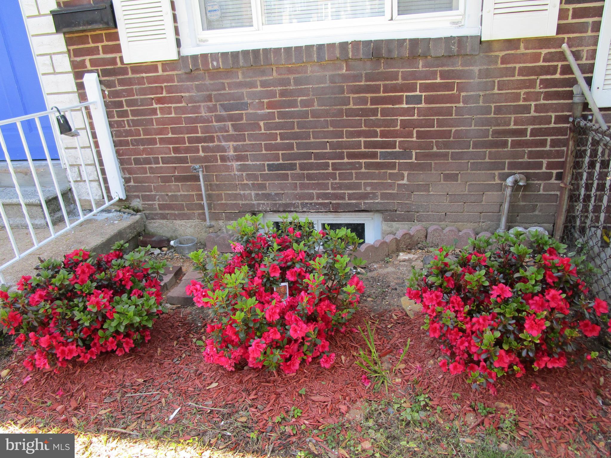 319 Grove Park Road Baltimore, MD 21225 - Photo 5 of 59 Azaleas. 3 freshly planted